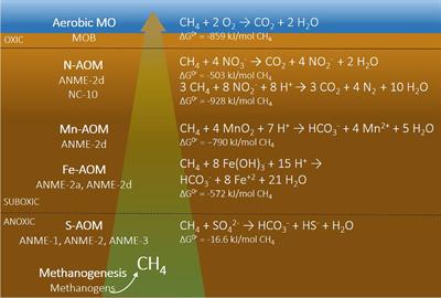 Anthropogenic and Environmental Constraints on the Microbial Methane Cycle in Coastal Sediments